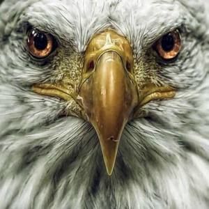 Meet your Posher, Lloyd